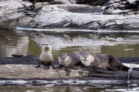 River Otters in Redwood National Park, California - Anne McKinnell ...