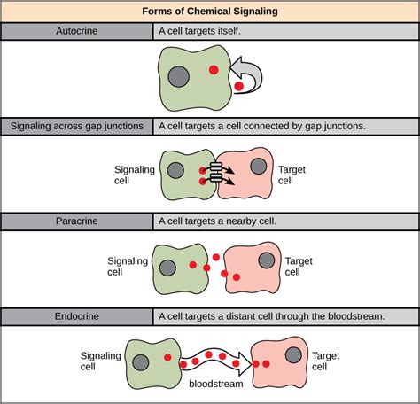 Types of Signals | Biology for Majors I