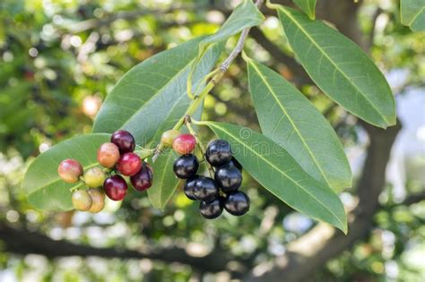 Cherry Laurel Berries