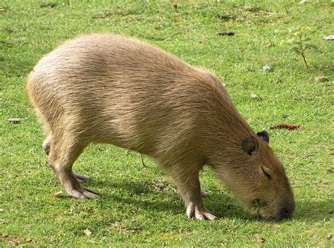 Capybara