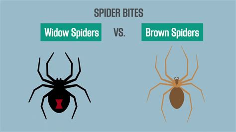 Brown Widow Brown Recluse Hobo Spider Bite Brown Widow Brown Recluse ...