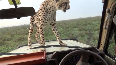 Cheetah Jumps on Car - YouTube