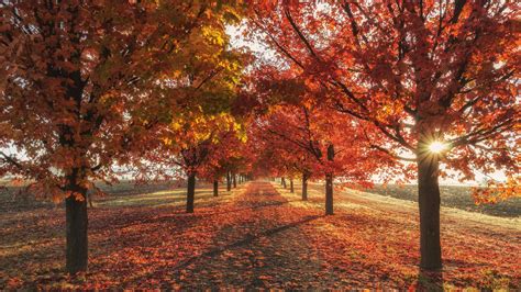 1366x768 Autumn Fall Season Trees 4k Laptop HD ,HD 4k Wallpapers,Images ...