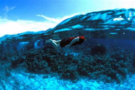 Snorkeling - Roatan, Honduras | Snorkeling, Jungle adventure, Natural ...