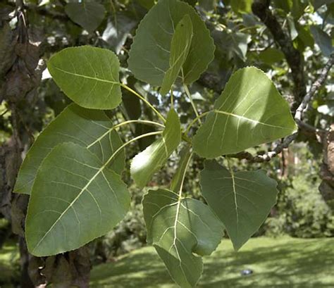 Populus deltoides (Eastern Cottonwood) Salicaceae | Lake Forest College