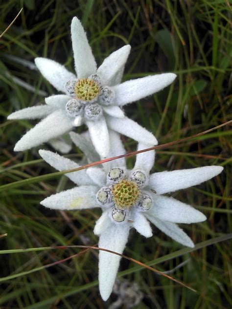 edelweiss flower - Google Search | Edelweiß & Enzian | Pinterest ...