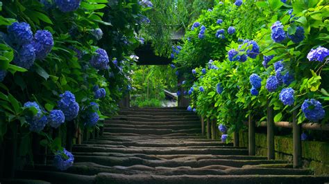 🔥 [170+] HD Wallpapers Flower Gardens | WallpaperSafari