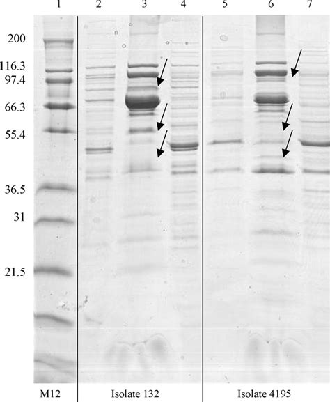 SDS–PAGE of different protein phases. Different protein phases were ...