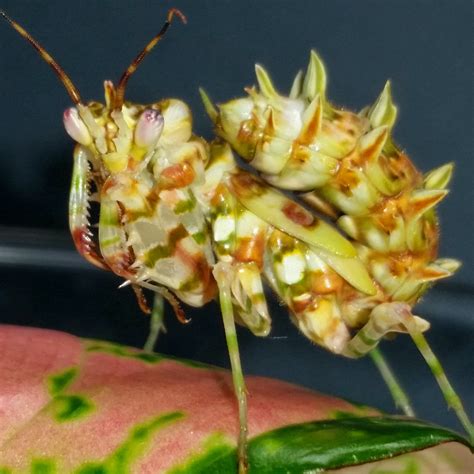 Spiny Flower Mantis (P. wahlbergii) for sale at PanTerra Pets