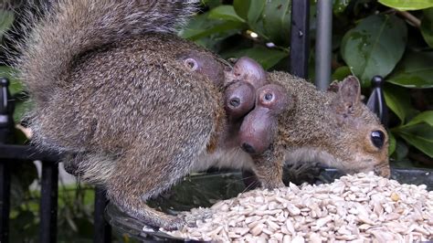 A squirrel with rodent bot fly larvae burrowed under its skin : r/WTF