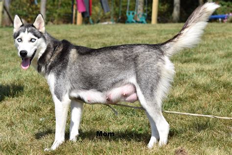 AKC Registered Siberian Husky Puppy For Sale Female Florisa Beach City ...