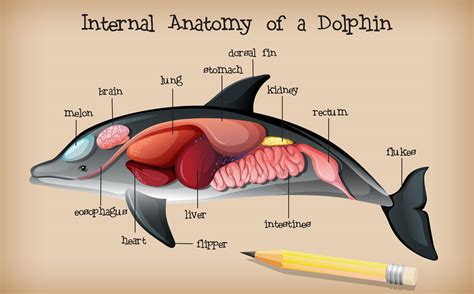 Dolphin Internal Anatomy