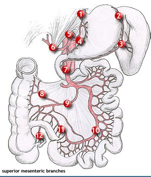 Superior Mesenteric Lymph Nodes