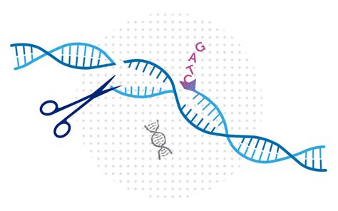 CRISPR gene editing carries a potential risk, study finds - Boston ...