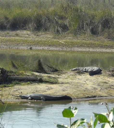 Gharials and mugger crocodiles : r/Crocodiles