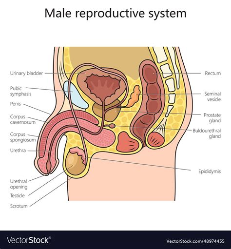 Male reproduction system structure science Vector Image