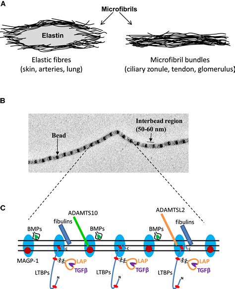 Dissecting the Fibrillin Microfibril: Structural Insights into ...