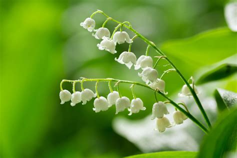 Lily Of The Valley Meaning And Symbolism