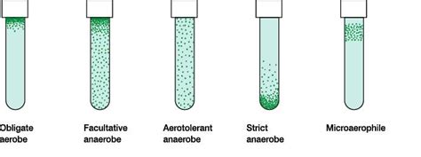 Facultative anaerobe - Food Wiki | Food Network Solution