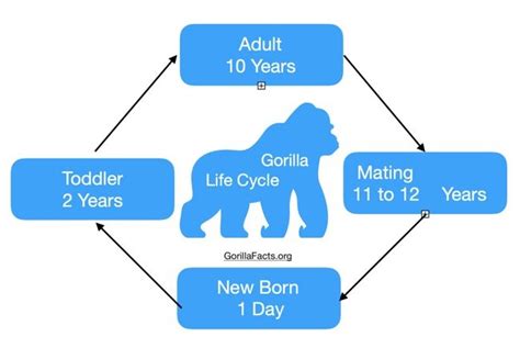 Gorilla Life Cycle - From Birth To Death All Explained - Gorilla Facts