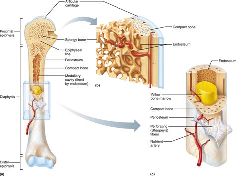 Structure of spongy bone