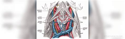 Symptoms of jugular vein thrombosis | Cardiovascular Disorders and ...