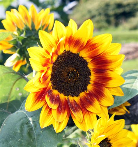 Beautiful Sunflowers - Travel Like a Local: Vermont