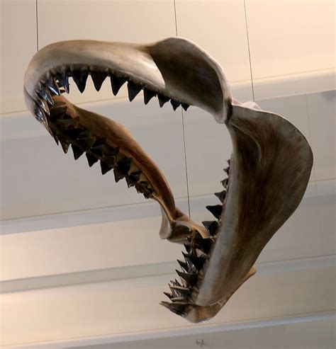 Louisville Fossils and Beyond: Megalodon Shark Jaw Model