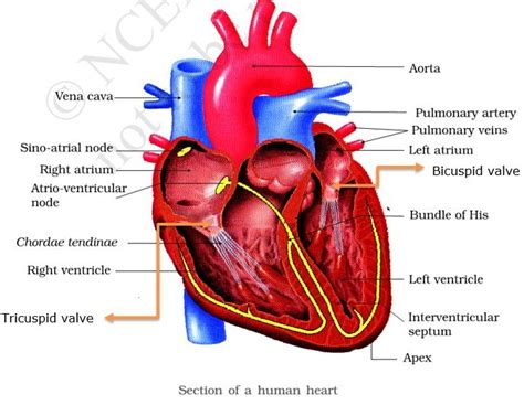 Circulatory System | Double Circulation | PMF IAS