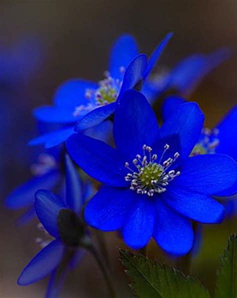 Types Of Dark Blue Flowers Ideas – Mdqahtani