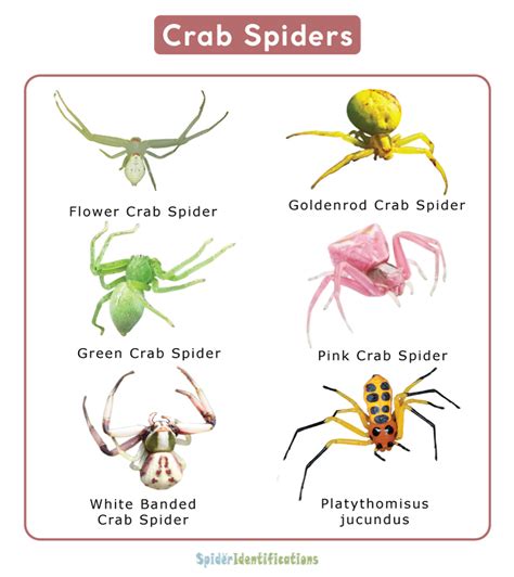 Spider Crab Size