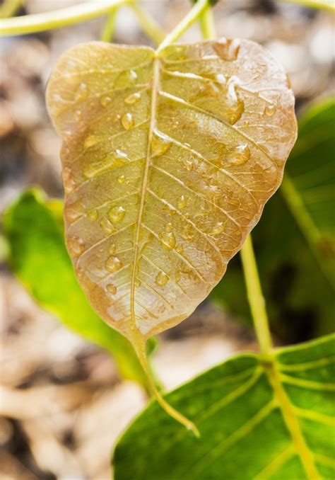 Young Bodhi Leaf - Free photo on Pixabay - Pixabay