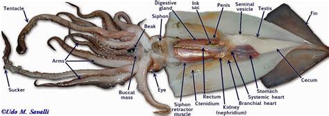 Squid Dissection Lab Companion