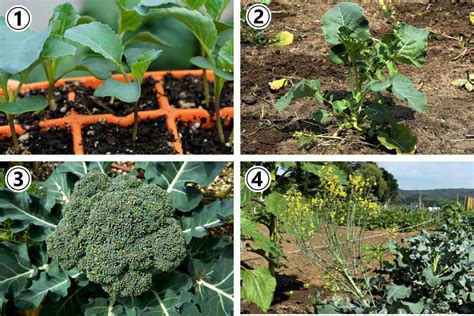 Broccoli Plant Growing Stages (With Pictures) - Geeky Greenhouse