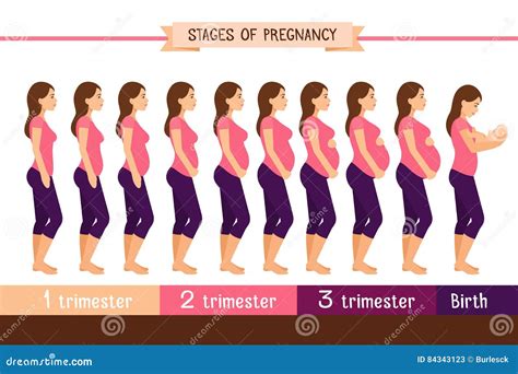 Pregnancy Stages Flat Vector Illustration. Pregnant Woman and Birth ...