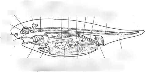 Basic Vertebrate Body Plan Diagram | Quizlet