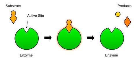 Enzyme & Substrate | BioNinja | Enzymes, Biology, Substrate