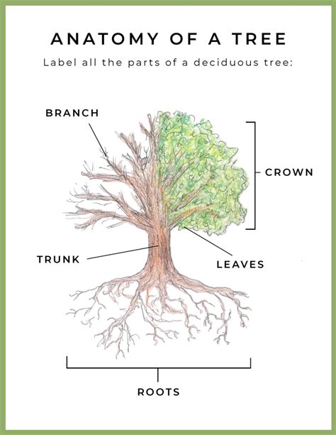 FREE Printable Anatomy of a Tree Diagram in 2021 | Nature study, Study ...