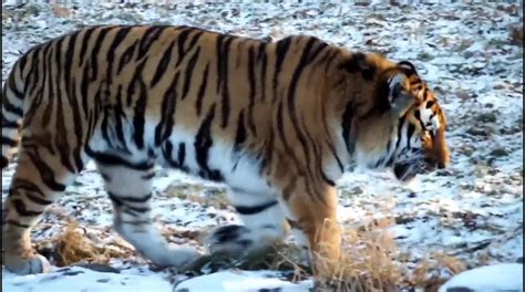 Best Tiger Roar Sound & Growling in Forest - One News Page VIDEO