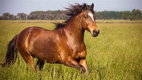 Brown Horse Wallpapers - Top Free Brown Horse Backgrounds - WallpaperAccess