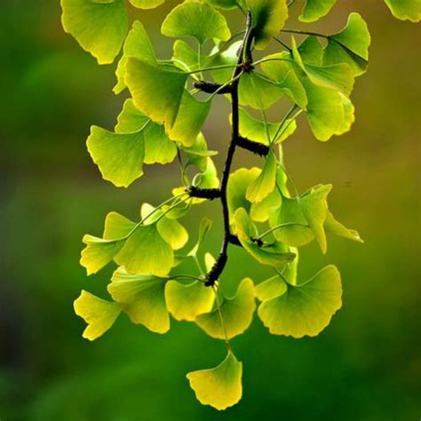 Ginkgo Biloba