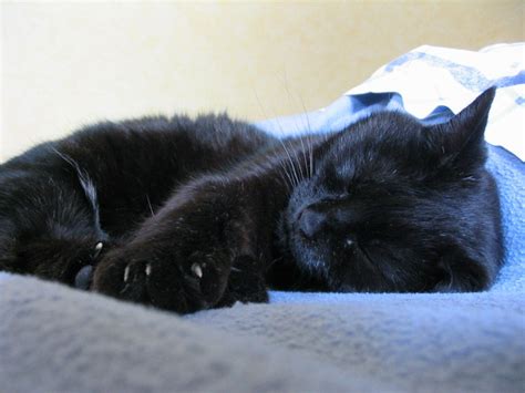 Black Cat Sleeping