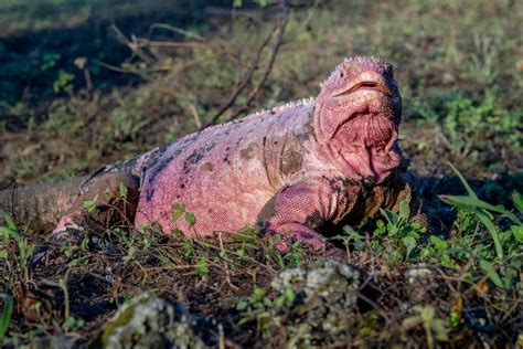 Experts estimate endangered Galapagos pink iguana population at 211