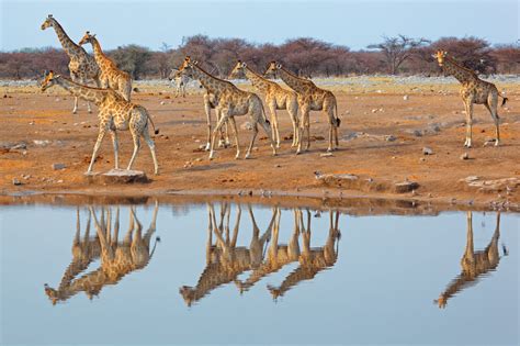 Giraffe Habitat Animal Sake