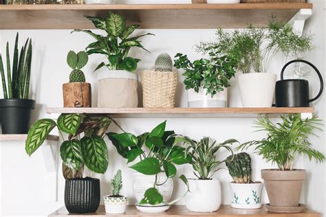 Air-Purifying Plants To Buy For Your Home | Best Indoor Plants