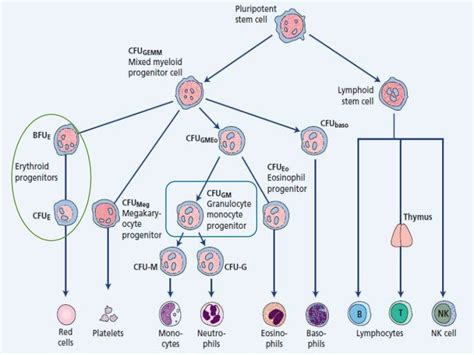 What Are The Stages Of Erythropoiesis