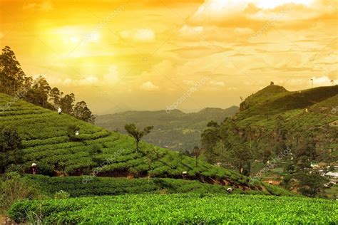 Tea plantation landscape sunset — Stock Photo © nevarpp #41147141