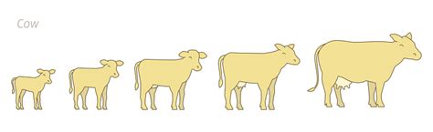 Stages Of Cow Growth Set Milk Farm Breeding Cow Beefs Production Cattle ...