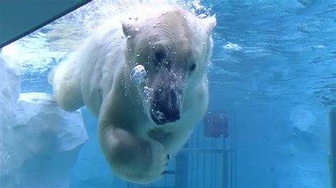 49+ Polar Bear Swimming Underwater PNG - Polar Bear Pictures