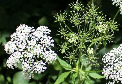 Growing Chervil - How to Grow Chervil Herb (And Some Substitutes!)